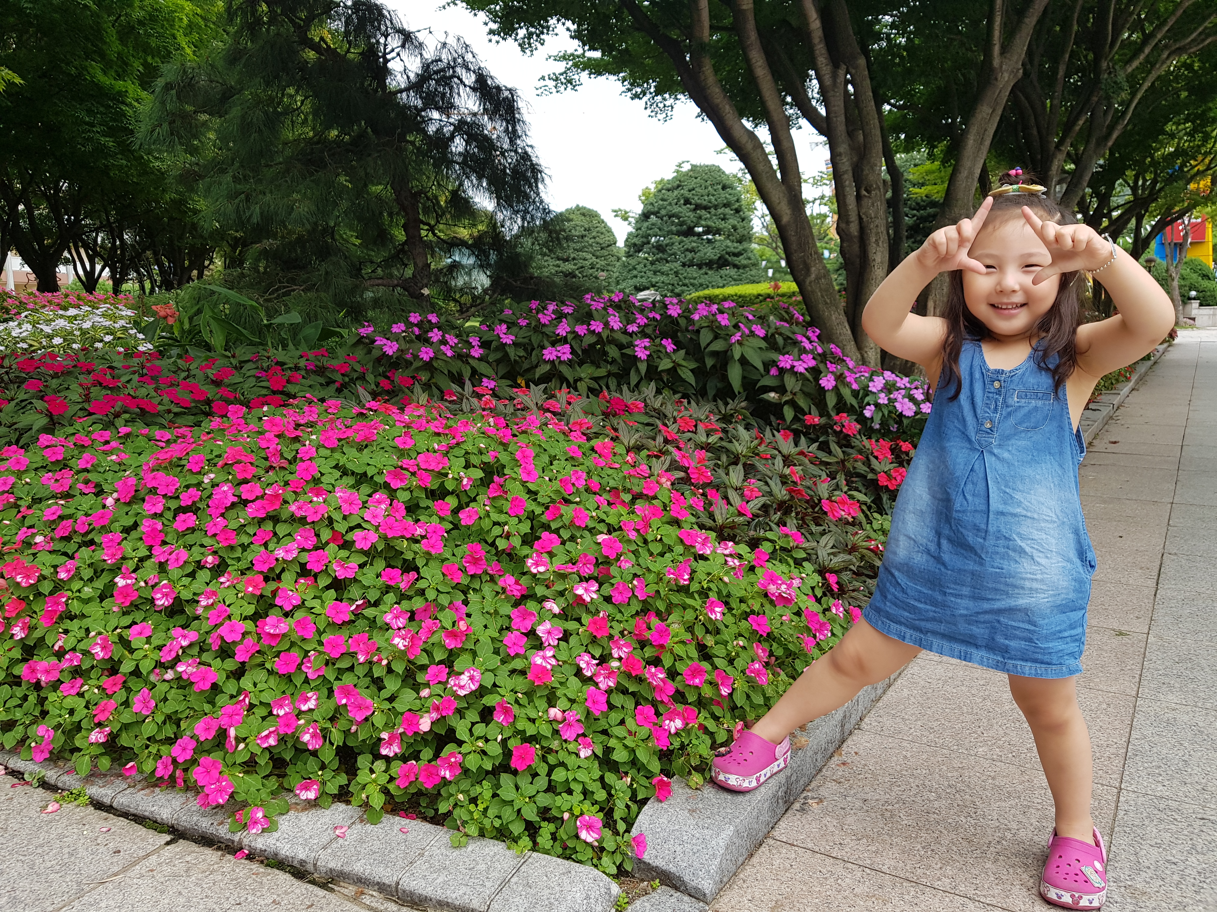 Impatiens x walleriana